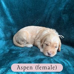 Aspen - Cream female Goldendoodle puppy in Port Charlotte, Florida from Lover Dover Doodles