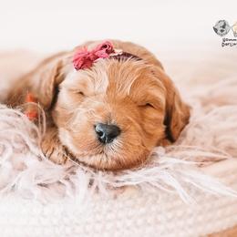 Bernedoodle and Goldendoodle Puppies from Hommel’s Mini Darling Doodles