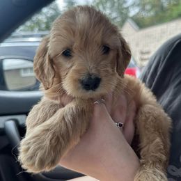 Goldendoodles from Gingers pups