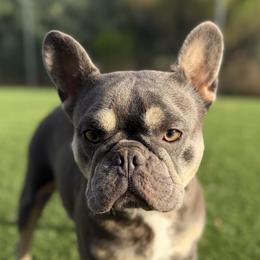 Stormy - French Bulldog