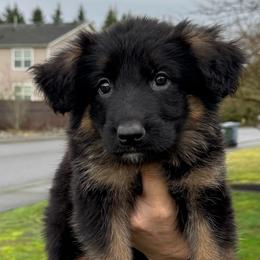 Ursa - Black and red female German Shepherd puppy in Graham, Washington from Wildeflecken Shepherds