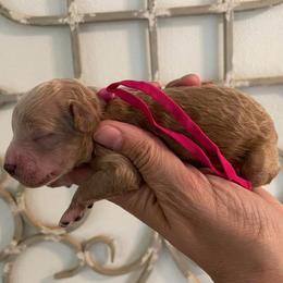 Eve - Apricot female Goldendoodle puppy in Covington, Louisiana from MyKy Puppies