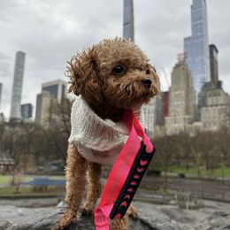 Fiona - Poodle