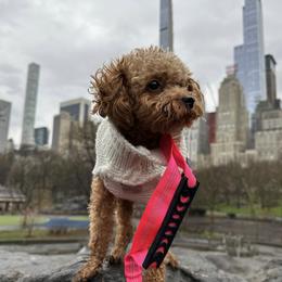 Fiona - Poodle