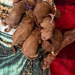 Lambo - Red  female Poodle puppy in Mount Vernon, Illinois from AMC Poodles