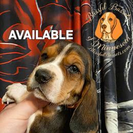 Gravy - Black tan and white male Basset Hound puppy in Princeton, Minnesota from Blissful Basset Hounds