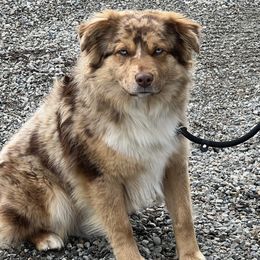 Mac - Miniature Australian Shepherd