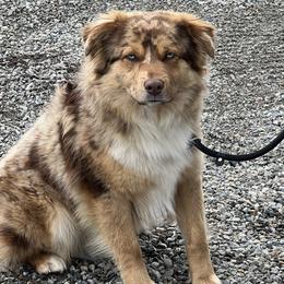 Mac - Miniature Australian Shepherd