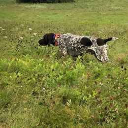 German Shorthaired Pointer All Grown Up from Fenton River GSP