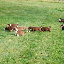 Border Collie Puppies from Graham Livestock