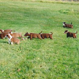 Border Collie Puppies from Graham Livestock
