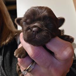 Tracy - Liver female Shih Tzu puppy in Carrollton, Ohio from Becker Hollow