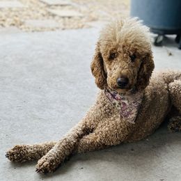 Aubry - Poodle