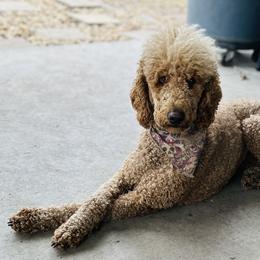 Aubry - Poodle