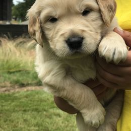 Golden Retriever Puppies from Big Rock Goldens
