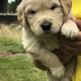 Golden Retriever Puppies from Big Rock Goldens