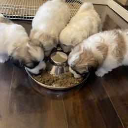 Coton de Tulear Puppies from Polar Pup Cotons