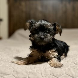 Australian Shepherd, Boerboel, Shorkie, and Yorkshire Terrier Puppies from SATA Kennels