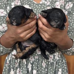 Cockapoo puppies from Cedar Ranch