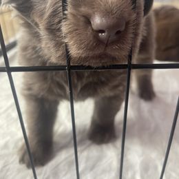 Newfoundland Puppies from Beatty Newfies