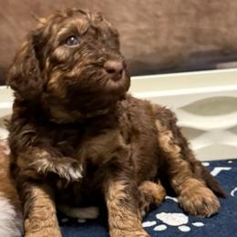 Ember - Brown female Bernedoodle puppy in Mint Hill, North Carolina from Ball-Y-Hoo Bernedoodles