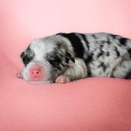 Violet - Blue merle female Australian Shepherd puppy in Silex, Missouri from Small Town Australian Shepherds