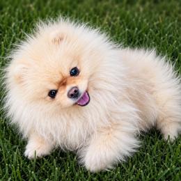Titan - Pomeranian