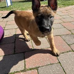 Girl 3 - female Belgian Malinois puppy in Egg Harbor Township, New Jersey from Ever Loyal K9 Training
