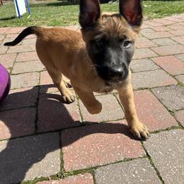 Girl 3 - female Belgian Malinois puppy in Egg Harbor Township, New Jersey from Ever Loyal K9 Training