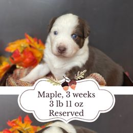 Maple - Red tri-color female Australian Shepherd puppy in Marshall, Virginia from Greywood Farm Aussies