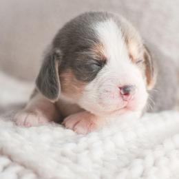 Beignet, aka Benny - Blue tan and white male Beagle puppy in Caldwell, Ohio from Folklore Kennel