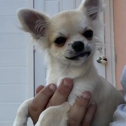 Aron - Fawn male Chihuahua puppy in Miami, Florida from GioVel Chihuahua and Italian greyhounds