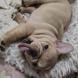 French Bulldog Puppies from OTF Frenchies