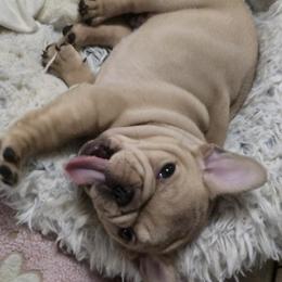 French Bulldog Puppies from OTF Frenchies