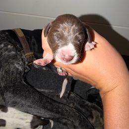 Badger - Liver and white male German Shorthaired Pointer puppy in San Tan Valley, Arizona from Upland Valley Kennels