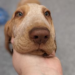 Black and Tan Coonhound and Bracco Italiano Puppies from Old Soul Black & Tan Coonhounds