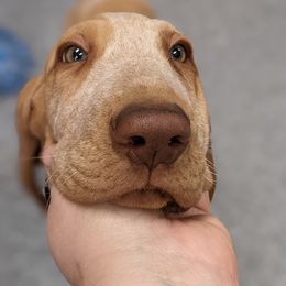 Black and Tan Coonhound and Bracco Italiano Puppies from Old Soul Black & Tan Coonhounds