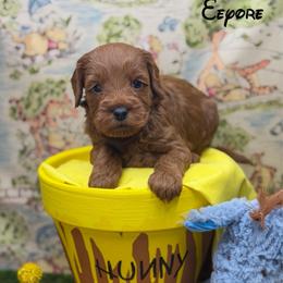 Eeyore - Red  female Goldendoodle puppy in Williamson, New York from Lakeside Doodles