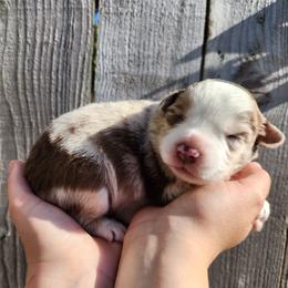 Valor - Red merle male Miniature Australian Shepherd puppy in Marysville, Washington from Garay Mini Aussies