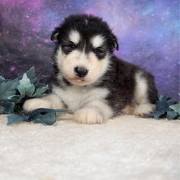 Draco - Black and white male Alaskan Malamute puppy in Spokane, Washington from Asgard Wooly Malamutes