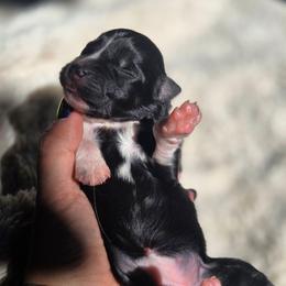 Vesper - Black tri-color female Australian Shepherd puppy in Salem, Oregon from Steady Aim Aussies