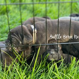 Neapolitan Mastiff Puppies from Battle Born Neos