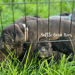 Neapolitan Mastiff Puppies from Battle Born Neos