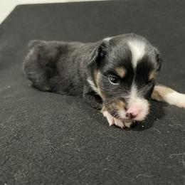 Girl 2 - Black tri female Miniature Australian Shepherd puppy in Lubbock, Texas from Reveille awesome aussies
