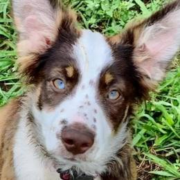 Athena - Miniature Australian Shepherd