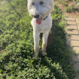 Zero - Brown and white Aussiedoodle puppy in Maryland from Alexander Oodles of Doodles