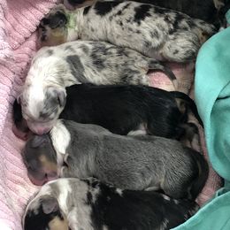 American Corgi and Pembroke Welsh Corgi Puppies from Red White & Bluie Corgi