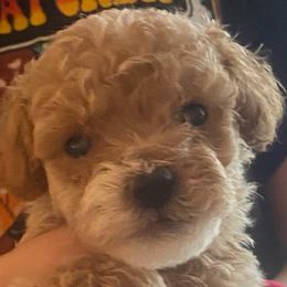 Casper - Cream male Goldendoodle puppy in Cumberland, Rhode Island from minigoldendoodlesofRI