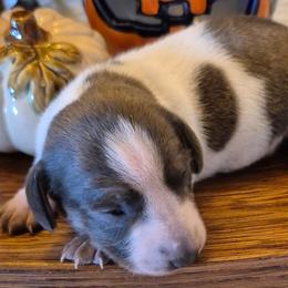 Elvira AKC Blue and tan piebald mini dachshund - Piebald female Dachshund puppy in Las Cruces, New Mexico from The Dachshund Den