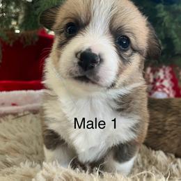 Pembroke Welsh Corgi Puppies from Trotter Hill Farms